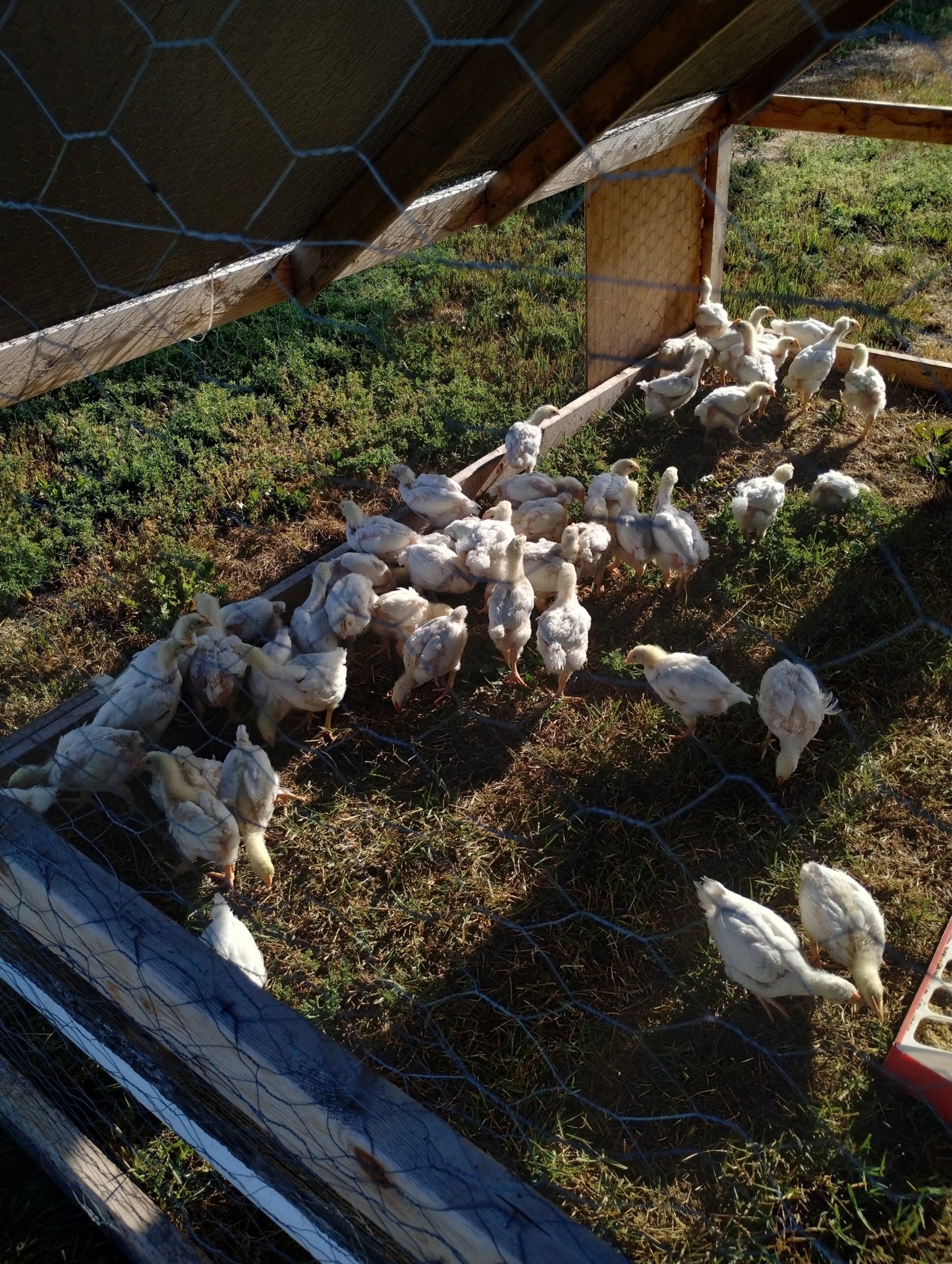 Pasture Raised Whole Chickens (NON GMO)- PRE ORDERS - deGraaf Garlic