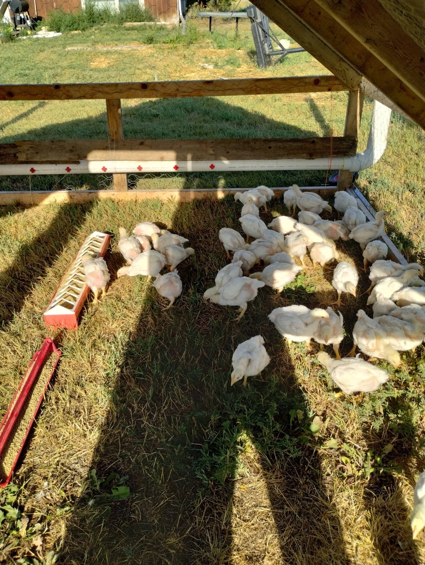 Pasture Raised Whole Chickens (NON GMO)- PRE ORDERS - deGraaf Garlic