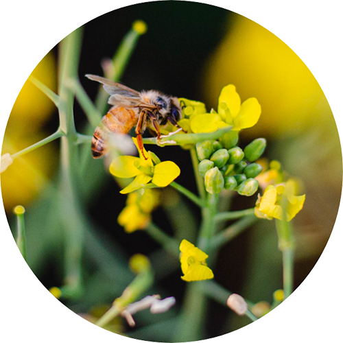 Locally Produced Honey