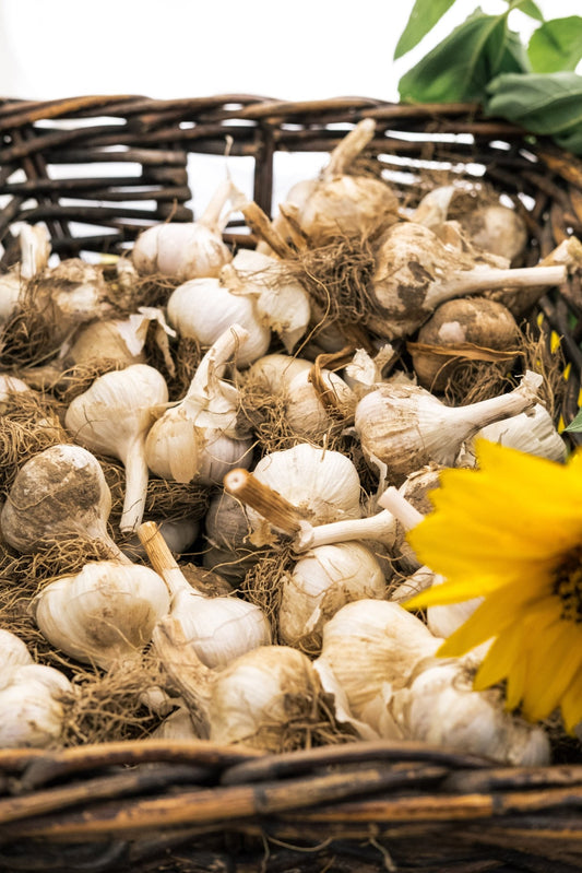 Exploring the Gourmet Difference: Purple Stripe and Porcelain Garlic - deGraaf Garlic