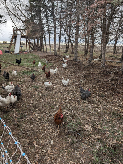 Eggs - Pasture Raised Farm Fresh Eggs - deGraaf Garlic