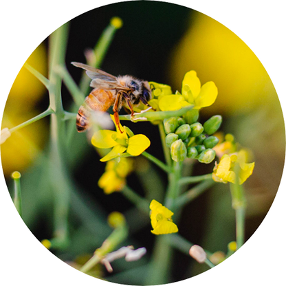 Locally Produced Honey